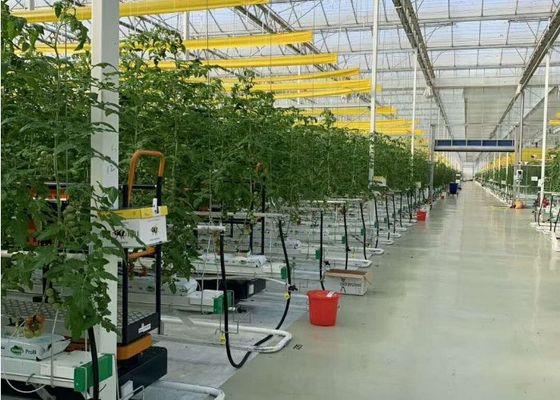 Daman Venlo Γυάλινο Θερμοκήπιο Μαζική Φύτευση Τομάτας Γαλβανισμένη εν θερμώ
