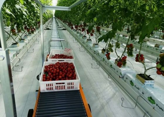Daman Venlo Γυάλινο Θερμοκήπιο Μαζική Φύτευση Τομάτας Γαλβανισμένη εν θερμώ