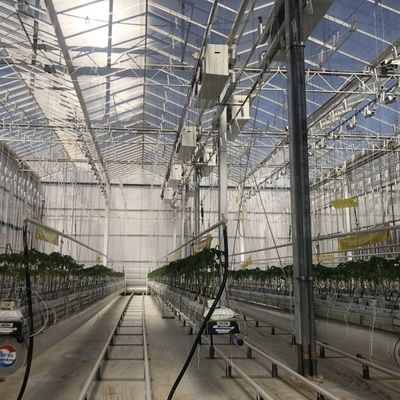 Πείραμα διδασκαλίας της καλλιέργειας ντομάτας σε γυάλινο θερμοκήπιο