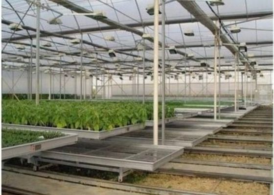 Διαμορφωμένη συνήθεια αναπαραγωγή κρεβατιών θερμοκηπίων/βρεφικών σταθμών σποροφύτων γυαλιού/κινητό φυτώριο