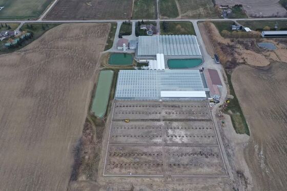 Γυάλινο θερμοκήπιο Wenluo για περιήγηση - Μεγάλης κλίμακας θερμοκήπιο καλλιέργειας λαχανικών