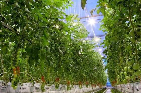 Γυάλινο θερμοκήπιο Wenluo για περιήγηση - Μεγάλης κλίμακας θερμοκήπιο καλλιέργειας λαχανικών