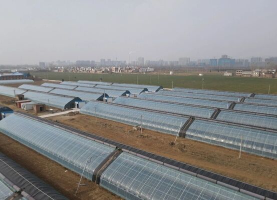 Ένα θερμοκήπιο συνεχούς διάστασης από πολυαιθυλένιο για την καλλιέργεια λουλουδιών υψηλής ποιότητας