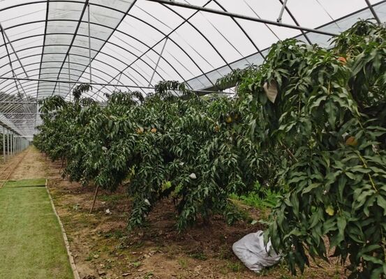 Κλινοξύστης τουριστικού γυαλιού Wenlu - Κλινοξύστης για τη φυτική καλλιέργεια σε μεγάλη κλίμακα