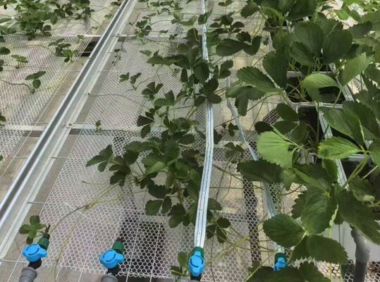 Φρουτοκαλλιεργητικό θερμοκήπιο, μεγάλο θερμοκήπιο γυαλιού Woonloos